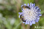 mining bee (Andrena hattorfiana)