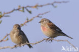 Kneu (Carduelis cannabina)