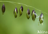 Knikkend parelgras (Melica nutans)