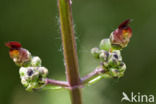 Knopig helmkruid (Scrophularia nodosa)