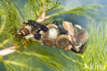 Caddisfly