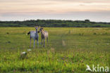 Konik horse (Equus spp)