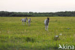 Konik horse (Equus spp)