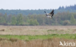 Kraanvogel (Grus grus)