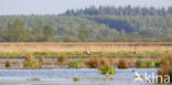 Kraanvogel (Grus grus)