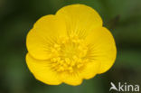 Kruipende boterbloem (Ranunculus repens)