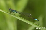 Lantaarntje (Ischnura elegans)