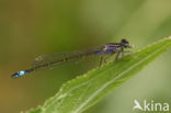 Lantaarntje (Ischnura elegans)