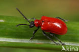 Lily Leaf Beatle (Lilioceris lilii)