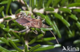 western conifer-seed bug (Leptoglossus occidentalis)