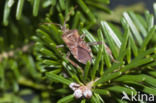 western conifer-seed bug (Leptoglossus occidentalis)