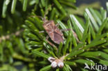 Leptoglossus occidentalis