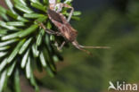 western conifer-seed bug (Leptoglossus occidentalis)