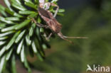 Leptoglossus occidentalis