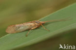 Limnephilus flavicornis