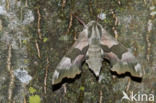 Lindepijlstaart (Mimas tiliae)