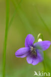 Sweet Violet (Viola odorata)