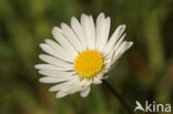 Daisy (Bellis perennis)