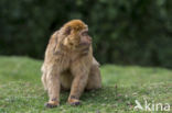 Barbary ape