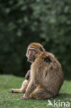 Barbary ape