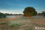 Hawthorn (Crataegus)