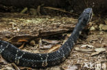 Mexican moccasin (Agkistrodon bilineatus)