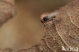 Microsania pectipennis