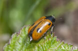 Mierzakkever (Clytra quadripunctata)