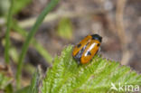 leaf beetle (Clytra quadripunctata)