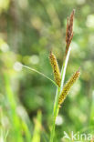 Lesser Pond-sedge (Carex acutiformis)