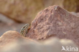 Wall Lizard (Podarcis muralis)