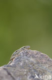 Wall Lizard (Podarcis muralis)