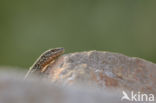 Wall Lizard (Podarcis muralis)