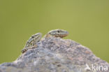 Wall Lizard (Podarcis muralis)