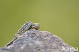 Wall Lizard (Podarcis muralis)