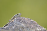 Wall Lizard (Podarcis muralis)