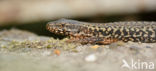 Wall Lizard (Podarcis muralis)