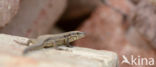 Wall Lizard (Podarcis muralis)