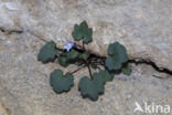 Muurleeuwenbek (Cymbalaria muralis)