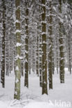 coniferous forest