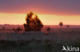 Nationaal Park Dwingelderveld