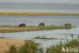 Hippopotamus (Hippopotamus amphibius)