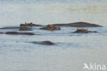 Hippopotamus (Hippopotamus amphibius)