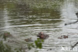 Nijlpaard (Hippopotamus amphibius)