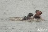 Nijlpaard (Hippopotamus amphibius)