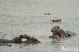 Hippopotamus (Hippopotamus amphibius)