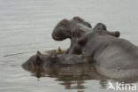 Nijlpaard (Hippopotamus amphibius)