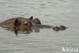 Nijlpaard (Hippopotamus amphibius)