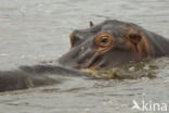 Nijlpaard (Hippopotamus amphibius)