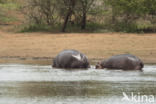 Nijlpaard (Hippopotamus amphibius)